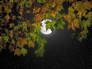 Ритам ноћи