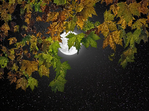Ритам ноћи	