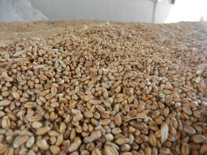 Силоси пуни - пшеницу скоро нико не продаје 