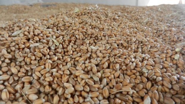 Силоси пуни - пшеницу скоро нико не продаје 