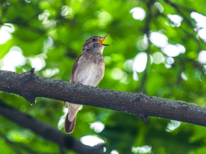 Песма славуја