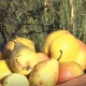 Еко минијатуре: Старе српске сорте - крушка калуђерка