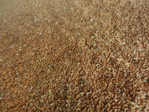 Коришћење семена "са тавана" у сетви пшенице носи велике ризике и губитке 