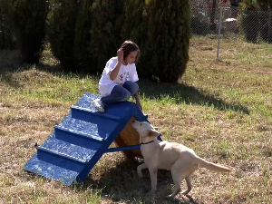 У Крушевцу још један објекат за смештај паса 