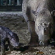 Весеље у Индонезији због рођења угроженог суматранског носорога