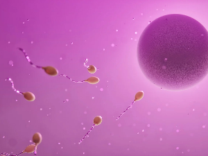 Како су сперматозоиди направили „рупу“ у Њутновом закону