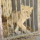 Мала лавица Кики све је лошијег здравља