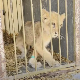 Од десет кријумчарених животиња преживи само једна, међу њима није била Кики