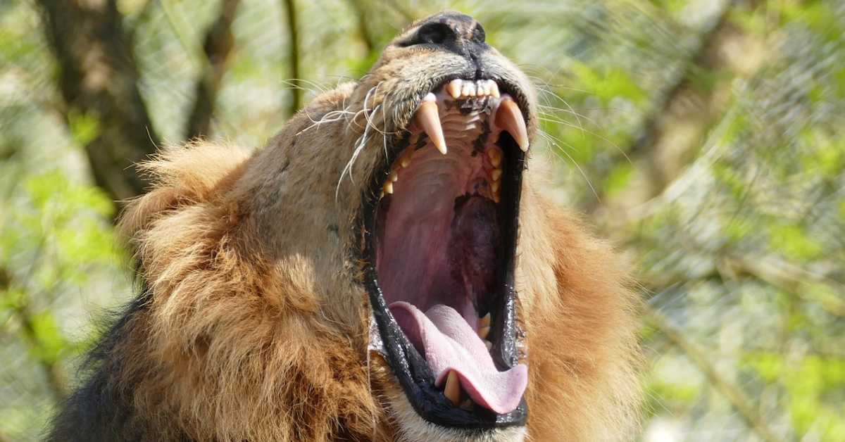  Човек је највећи предатор – људски глас више плаши дивље животиње од рике лавова