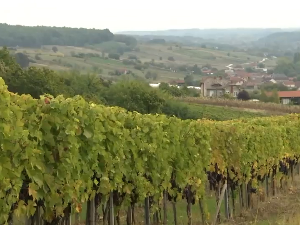 Нове генерације винара и виноградара шире засаде прокупца