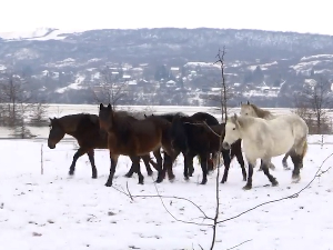 Пауза у спасавању грла са Крчединске аде – седам крава и крдо полудивљих коња чекаjу помоћ