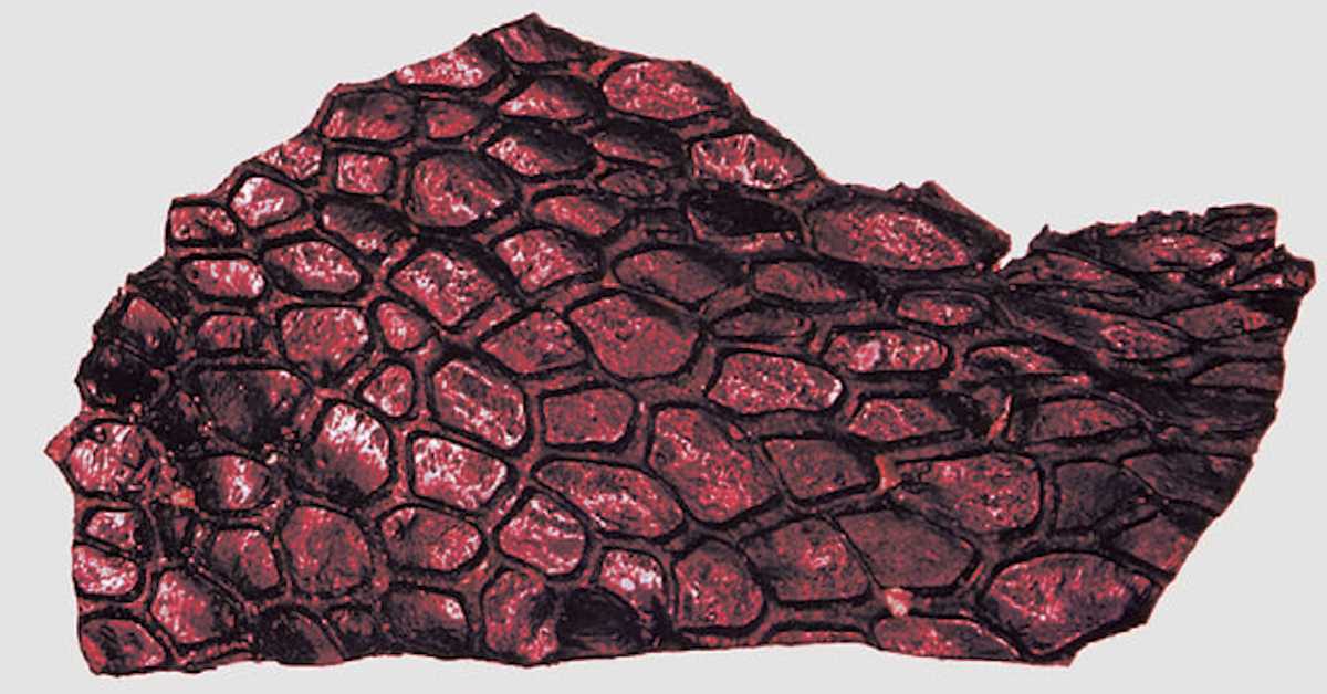 Пронађен најстарији фосил коже, има скоро 300 милиона година