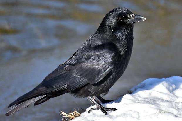На минусу и снегу, птице су нарочито угрожене