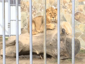  Више од 250 врста животиња у зоолошком врту у околини Врања