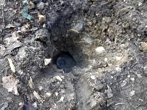 У Висибаби код Пожеге извор воде лековитих својстава