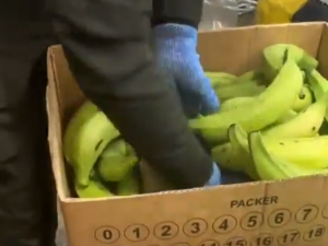 Колумбијска полиција пронашла 2,6 тона кокаина међу бананама, требало да заврши у Европи