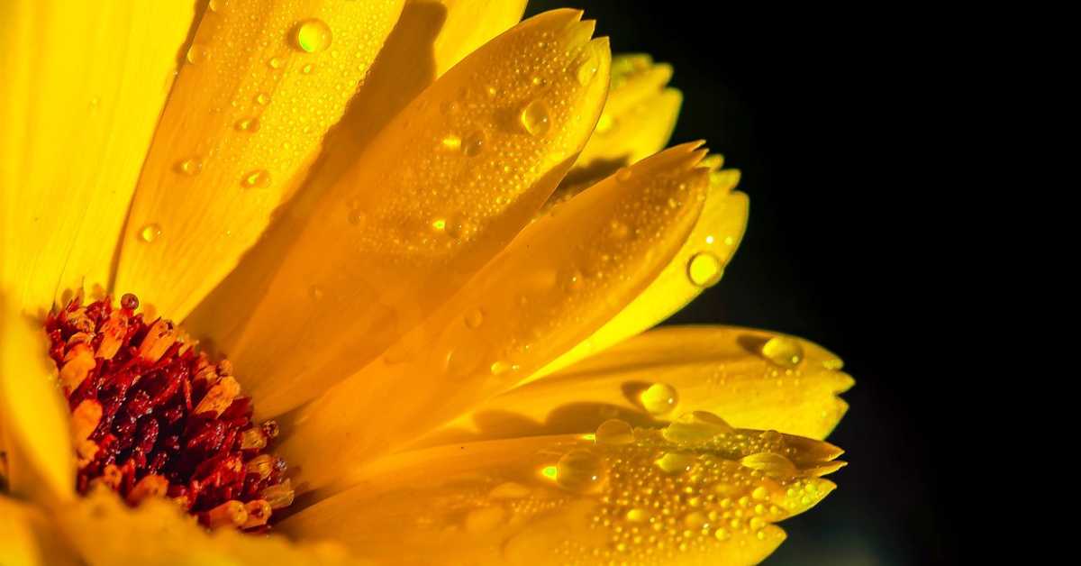 Невен – чудотворна биљка и метеоролог природе