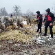 Евакуација заробљених коња и крава са Крчединске аде се наставља сутра