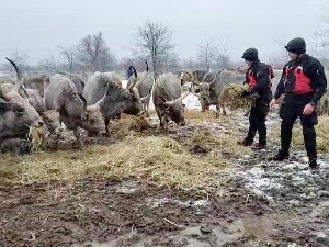 Евакуација заробљених коња и крава са Крчединске аде се наставља сутра