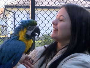 Како Лукићи из Лознице дресирају папагаје