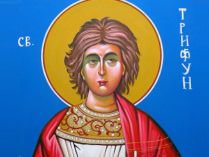 Слави се Свети Трифун, заштитник винограда и винара – шта значи ако данас падне киша