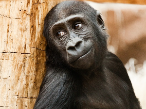 Како задиркивање међу мајмунима може објаснити еволуцију шале