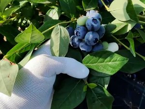 Како у Прокупљу уместо вишње успевају боровнице