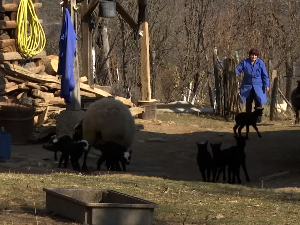 Романовске овце у домаћинству Зајића у Доњим Вратарима годишње ојагње и по осам јагањаца