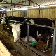  Колико цена сточне хране утиче на развој млечног говедарства?