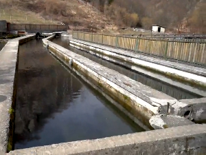 Како недостатак падавина утиче на опстанак рибњака