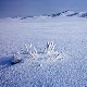 Ледени дани у Монголији "убили" два милиона животиња 