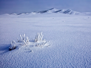 Ледени дани у Монголији "убили" два милиона животиња 