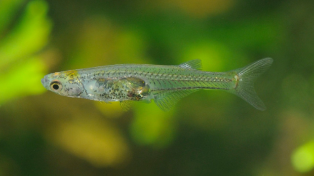 Једна од најмањих риба на свету производи звук гласан попут пуцња