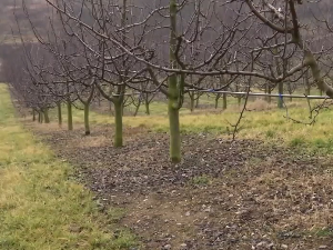  Воће најрањивије: Како временски услови утичу на усеве и засаде?