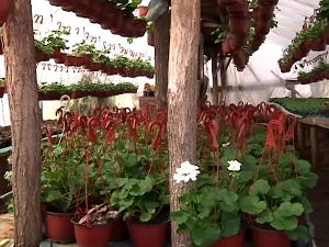 Блаце: Цвеће из пластеника - приход и задовољство