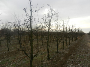 Воћке се полако навикавају на топлије зиме – резидба треба да се спроведе као и обично