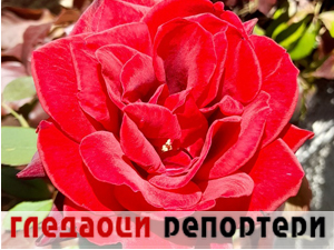 Гледаоци репортери 15. новембар 2024.