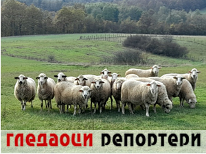 Гледаоци репортери 28. новембар 2024.