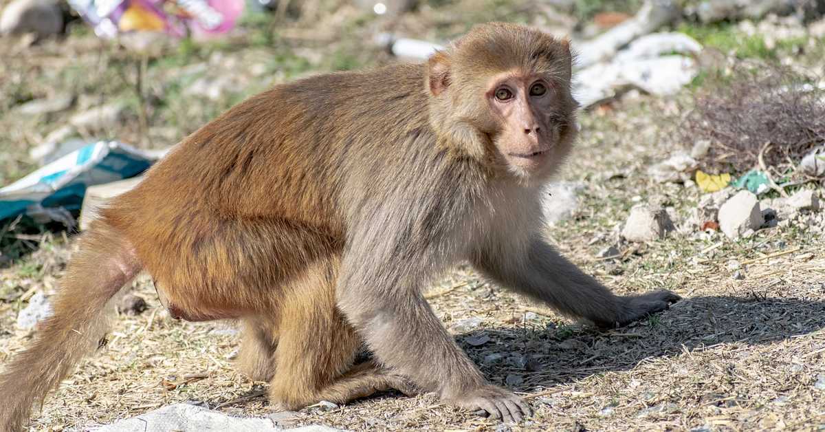 Полиција трага за 40 одбеглих лабораторијских мајмуна у Јужној Каролини (Pixabay) Полиција трага за 40 одбеглих лабораторијских мајмуна у Јужној Каролини