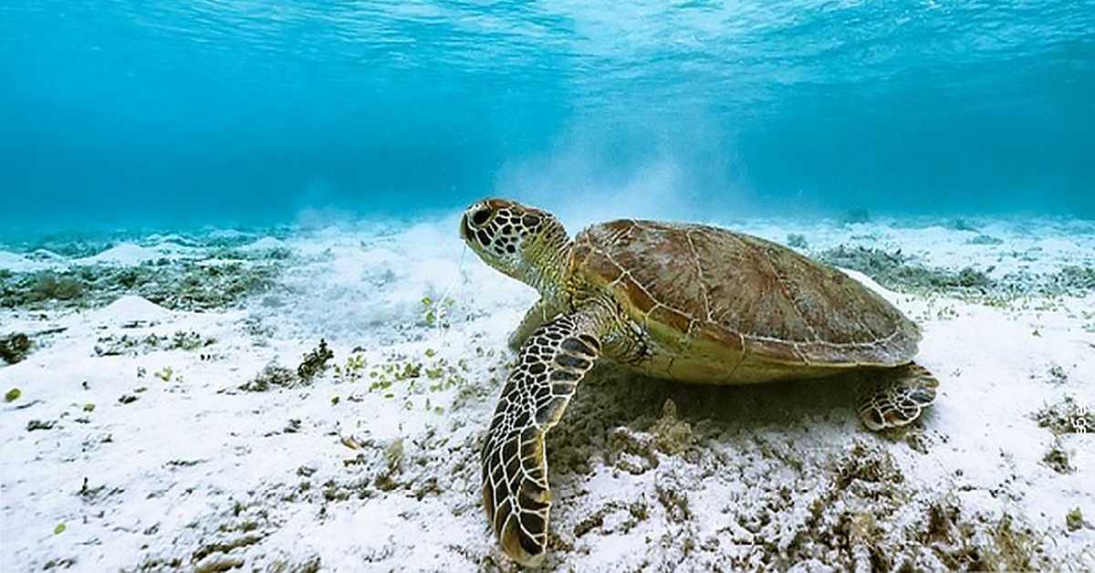Чувари великог коралног гребена: Корњаче са острва Рејн, 1/3 Чувари великог коралног гребена: Корњаче са острва Рејн, 1/3