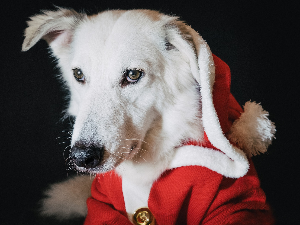 Новогодишњи музички маратон 202: Музичко животињско царство