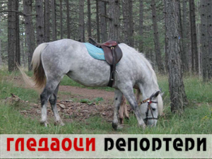Гледаоци репортери 8. децембар 2024.