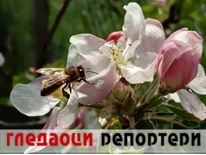 Гледаоци репортери 10. децембар 2024.