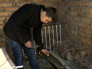  Дванаестогодишњи Матеј Ристановић из Вршца већ четири године бави се гајењем живине