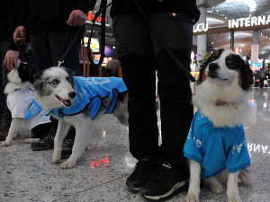 Пси уместо бенседина на аеродрому у Истанбулу