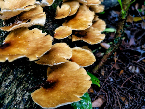 Печурке у Кливленду „једу“ читаве куће – како гљиве решавају проблем загађења