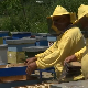 Вируси прете и пчелама, како сачувати кошнице