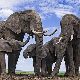 Клима да нам штима:	Слонови