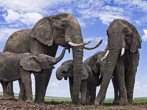 Клима да нам штима:	Слонови