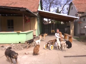 Мисија Андрее Жуљевић из Сомбора за спас напуштених животиња
